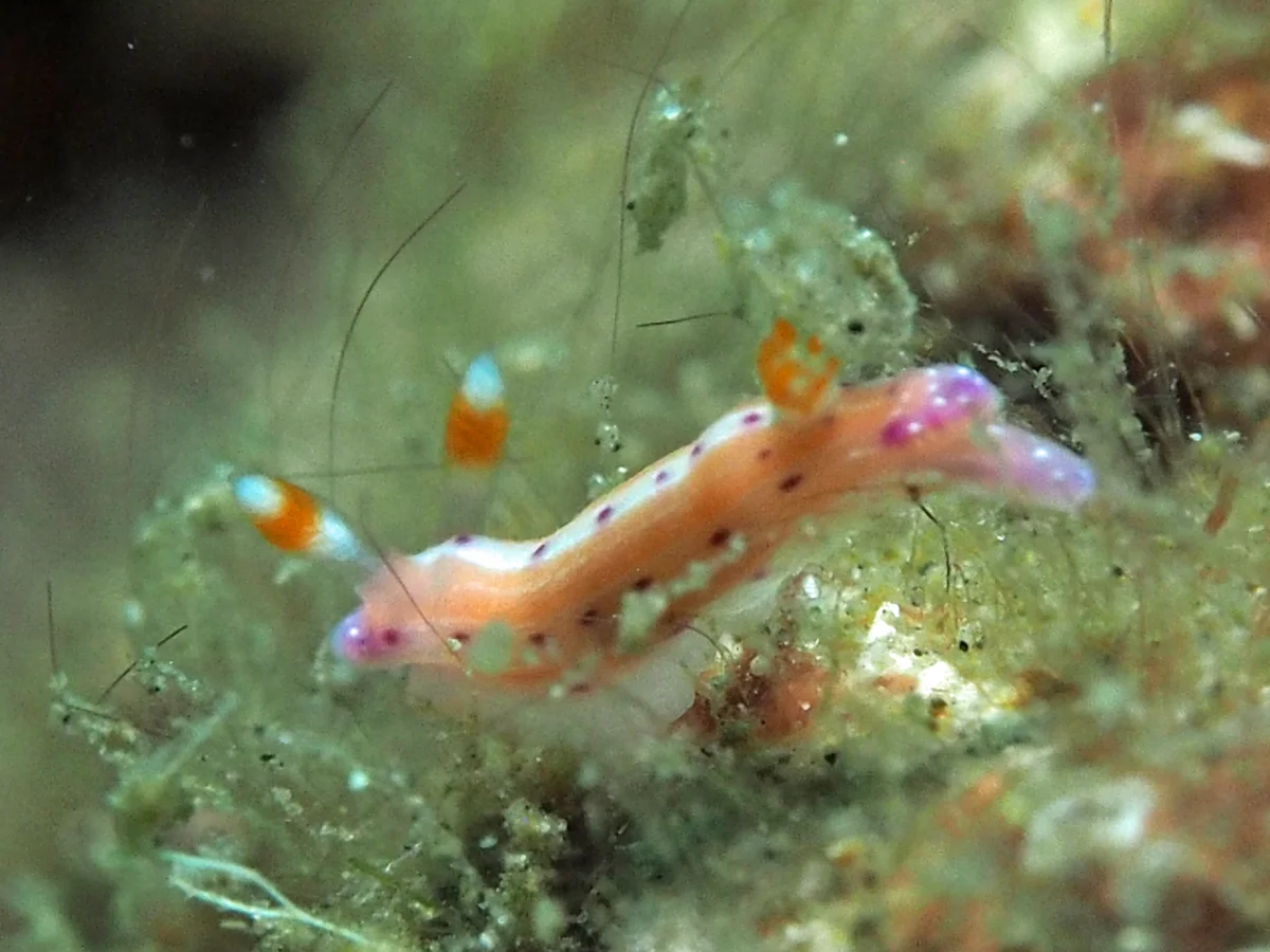 Thorunna australis - Indonesia - Lembeh