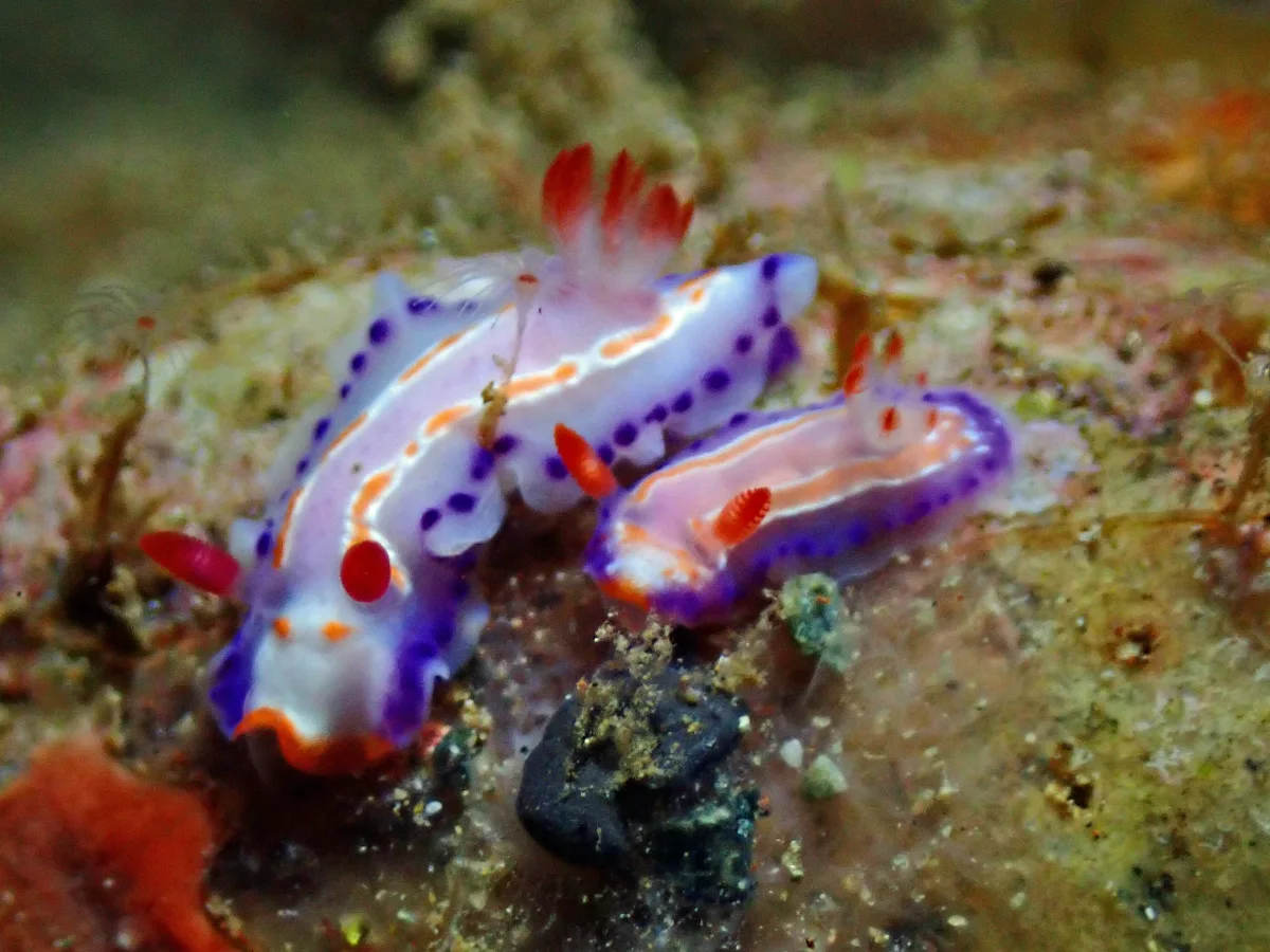 Thorunna florens - Philippines - Ambon