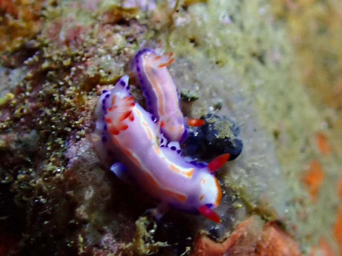 Thorunna florens - Philippines - Ambon