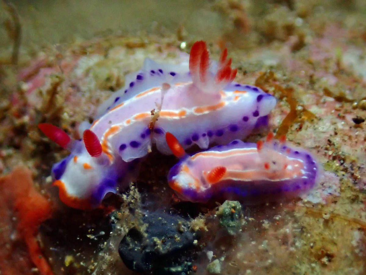 Thorunna florens - Philippines - Ambon