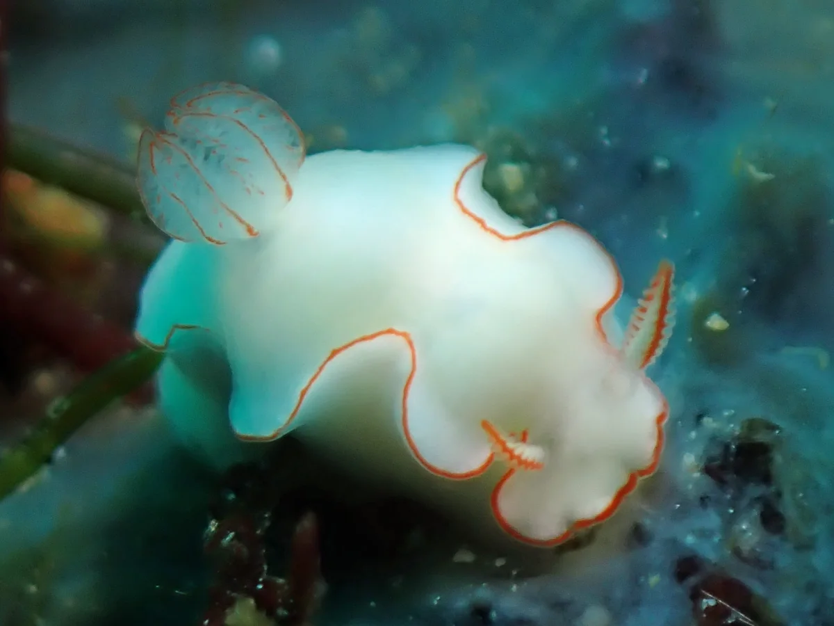 Thorunna furtiva - Philippines - Anilao