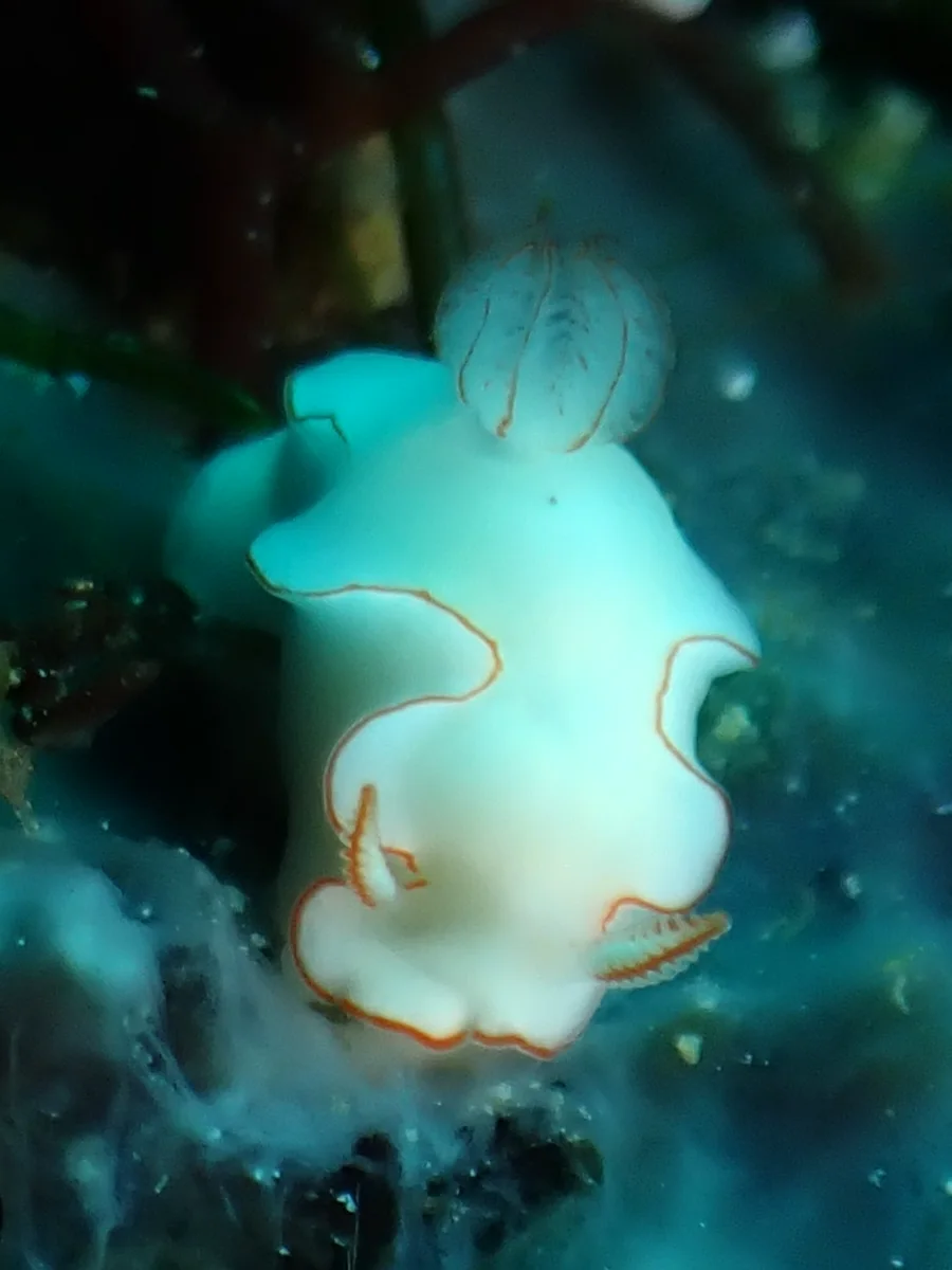 Thorunna furtiva - Philippines - Anilao