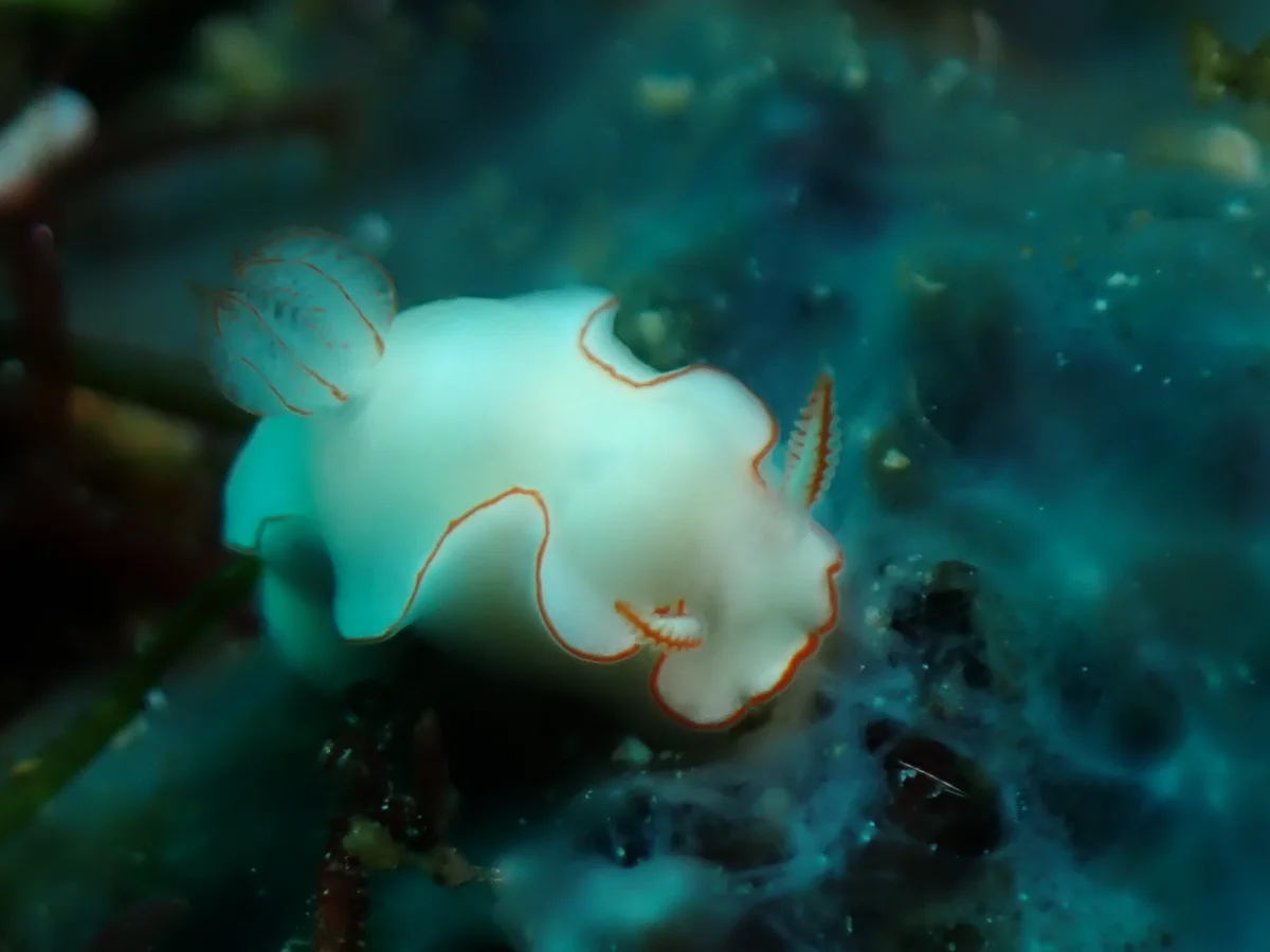 Thorunna furtiva - Philippines - Anilao