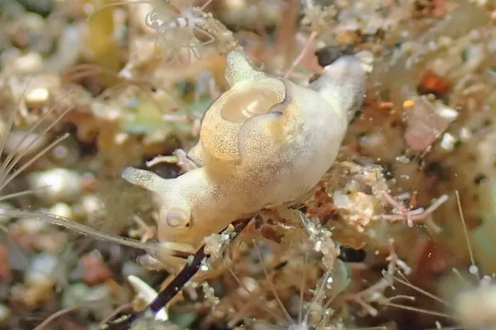 Aplysia parvula
