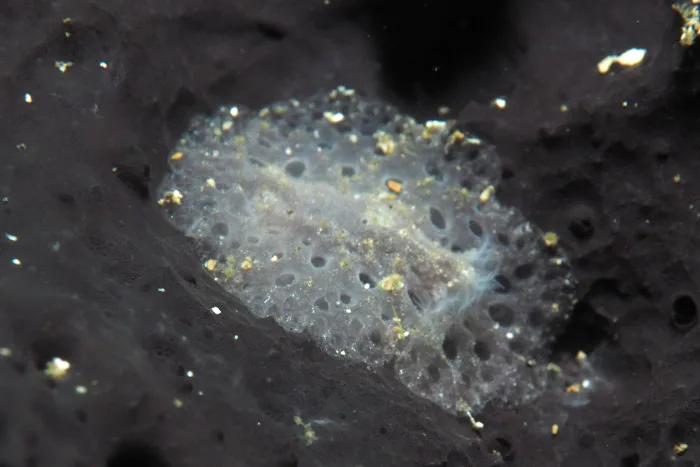 Atagema spongiosa