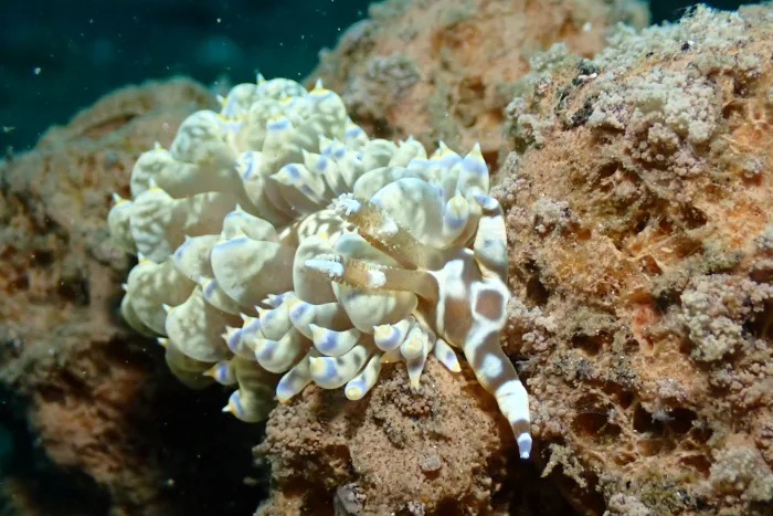 Baeolidia moebii