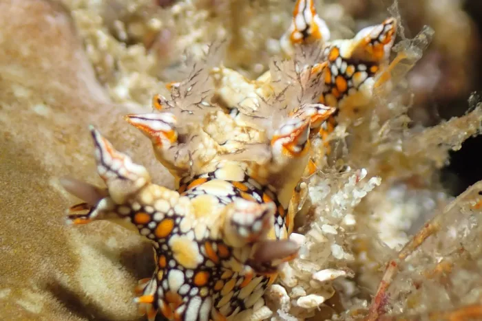 Bornella anguilla