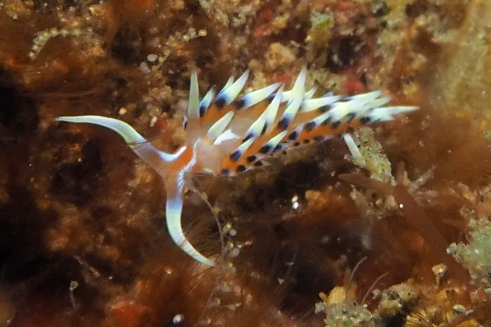Caloria indica
