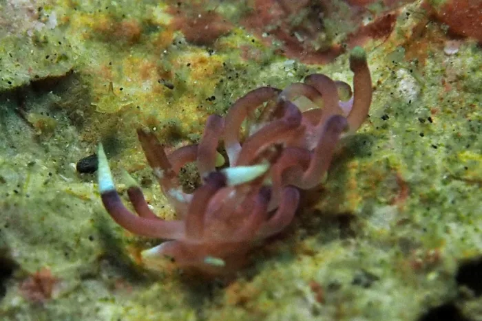 Ceratodoris kendi