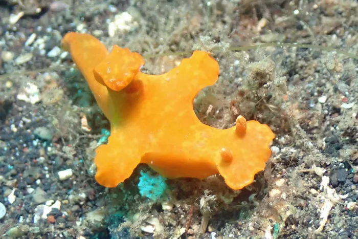 Ceratosoma gracillimum