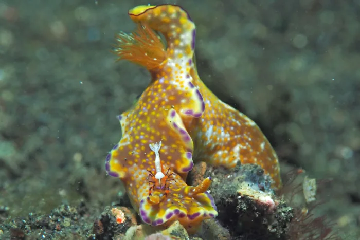 Ceratosoma tenue