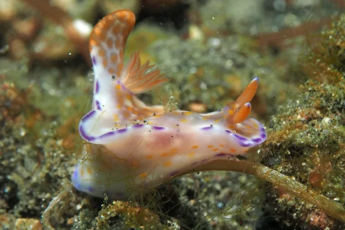 Ceratosoma trilobatum