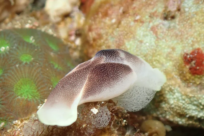 Chelidonura amoena