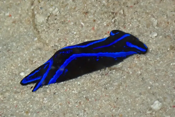 Chelidonura varians