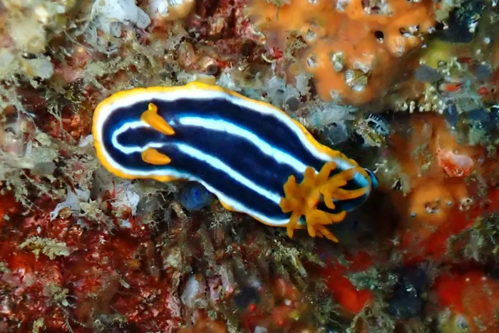 Chromodoris africana