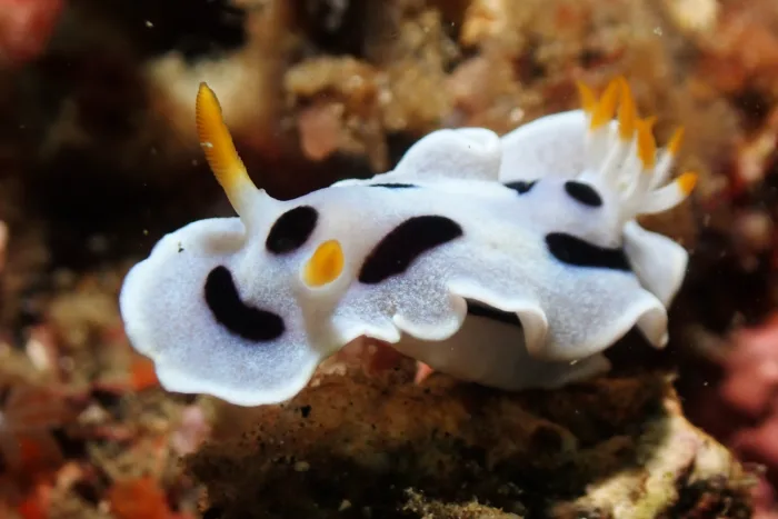 Chromodoris alcalai