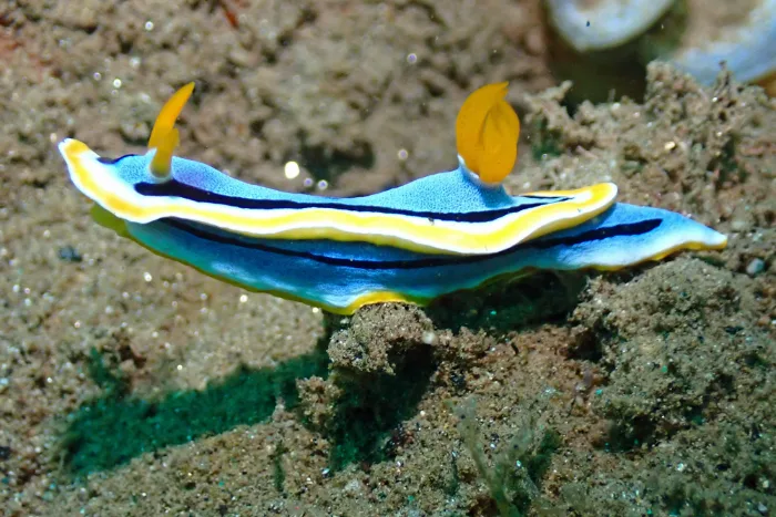 Chromodoris annae
