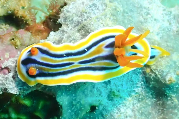 Chromodoris colemani