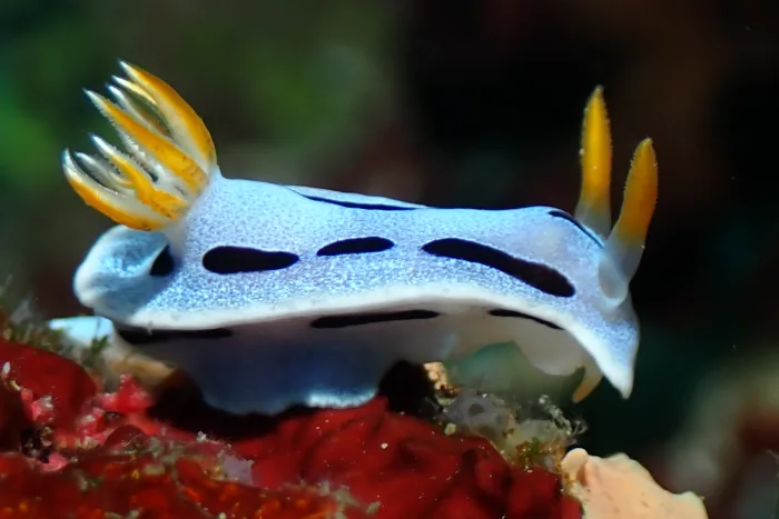 Chromodoris dianae