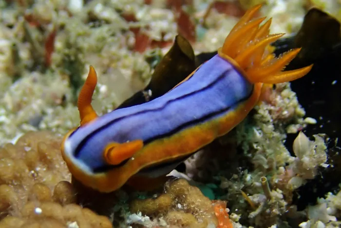Chromodoris hamiltoni