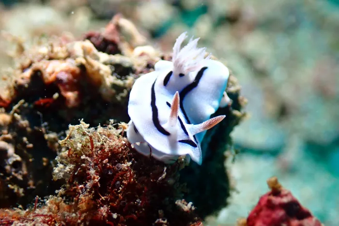 Chromodoris lochi