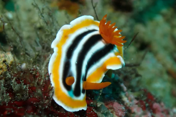 Chromodoris magnifica