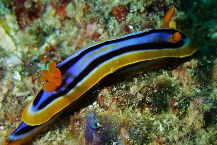Chromodoris quadricolor
