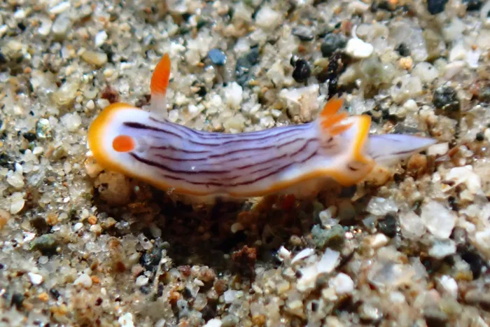 Chromodoris sp