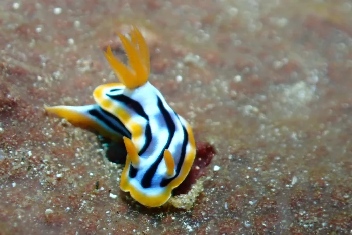 Chromodoris strigata