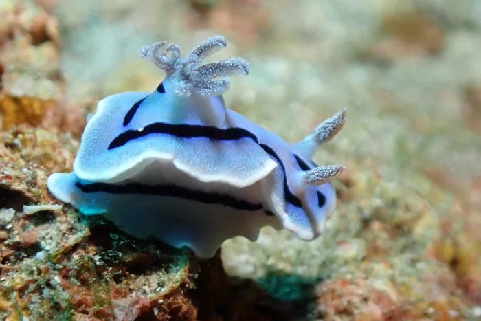 Chromodoris willani