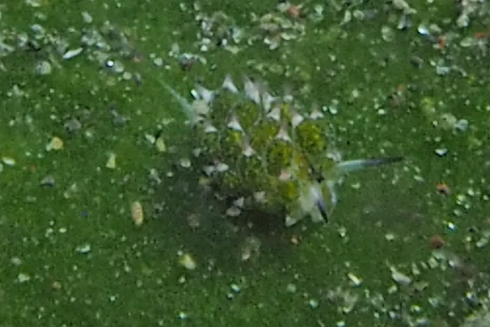 Costasiella kuroshimae