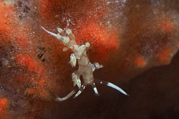 Cratena simba