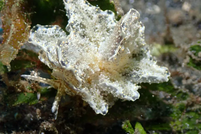 Cyerce blackburnae