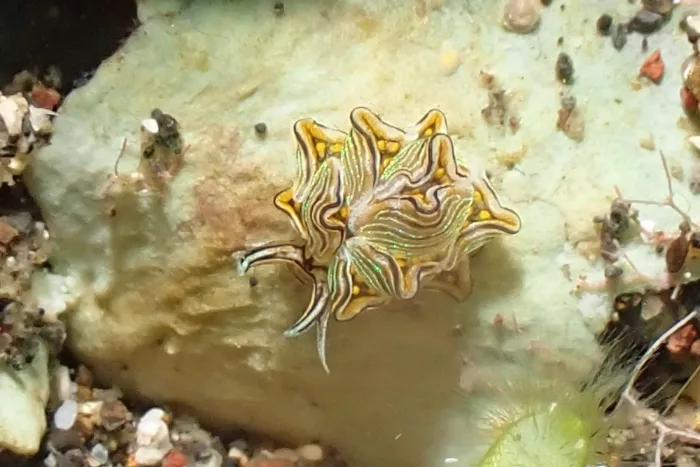 Cyerce nigra