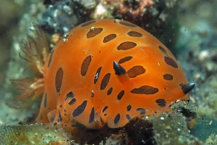 Dendrodoris guttata
