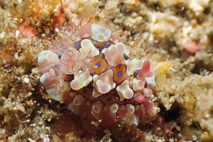 Dendrodoris krusensternii