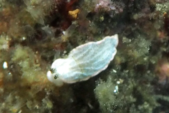 Dermatobranchus fasciatus