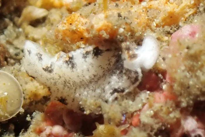 Dermatobranchus fortunatus