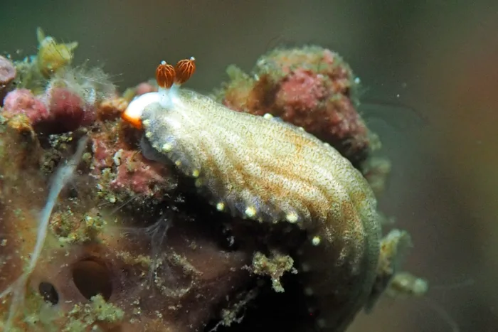 Dermatobranchus funiculus