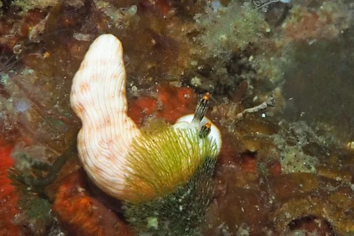 Dermatobranchus albus