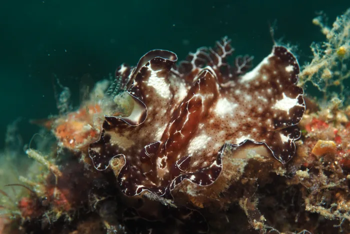 Discodoris boholiensis