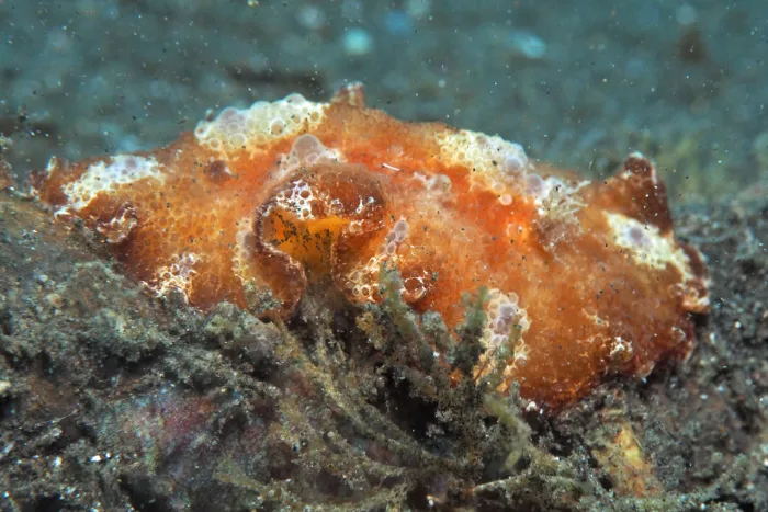 Discodoris cebuensis