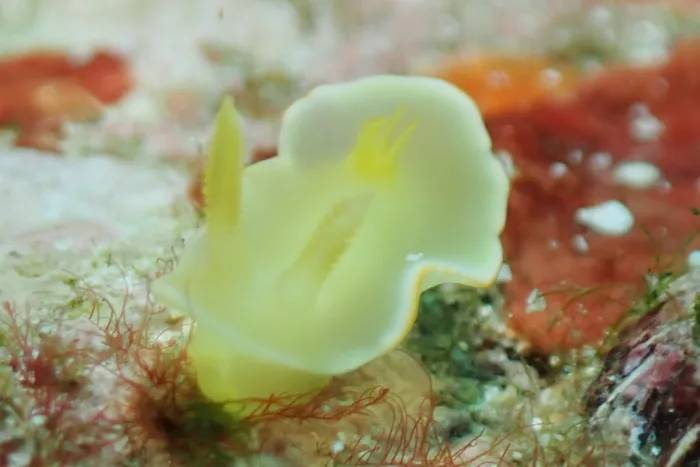 Diversidoris crocea
