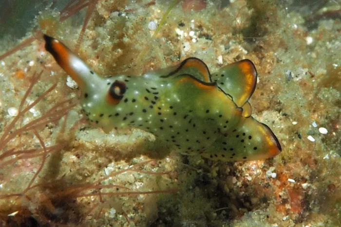 Elysia marginata