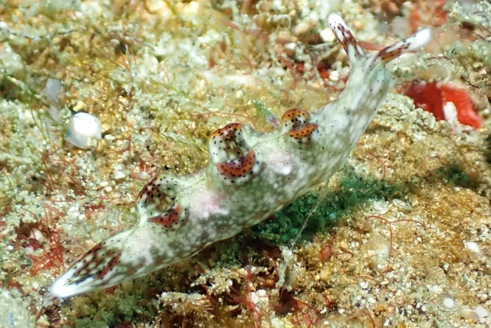 Elysia nigropunctata