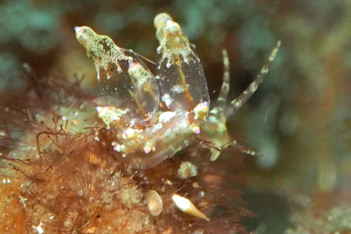 Eubranchus ocellatus