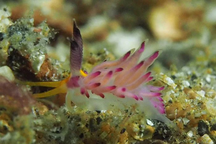 Favorinus mirabilis
