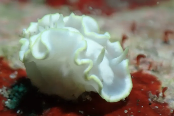 Glossodoris buko