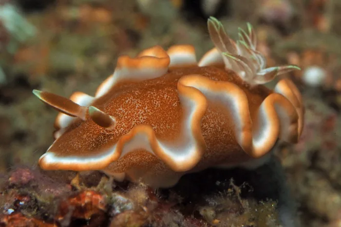 Glossodoris rufomarginata