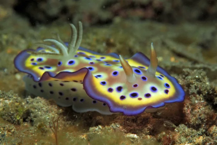 Goniobranchus kuniei